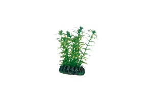 Plante Lagarosiphon 7cm